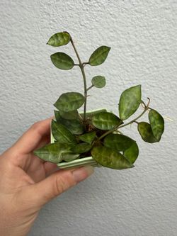 Hoya Lacunosa ‘Amarillo’