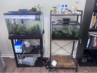 All must go  aquarium , fish, plants, accessories  everything .