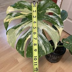 GORGEOUS Monstera Thai Constellation 