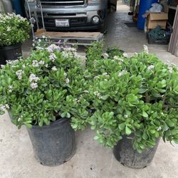 Jade Succulent In 15 Gallon Huge Plant Flowering 