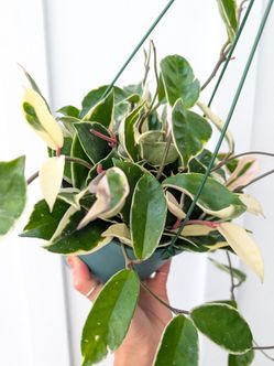 Hoya Carnosa Variegated Krimson Queen Plant 6" Pot - Indoor House Plants