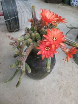 Cactus