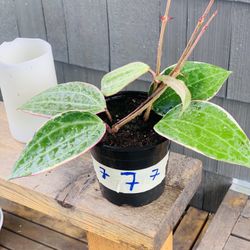 Live indoor Hoya Macrophylla plant in a plastic planter pot—firm price