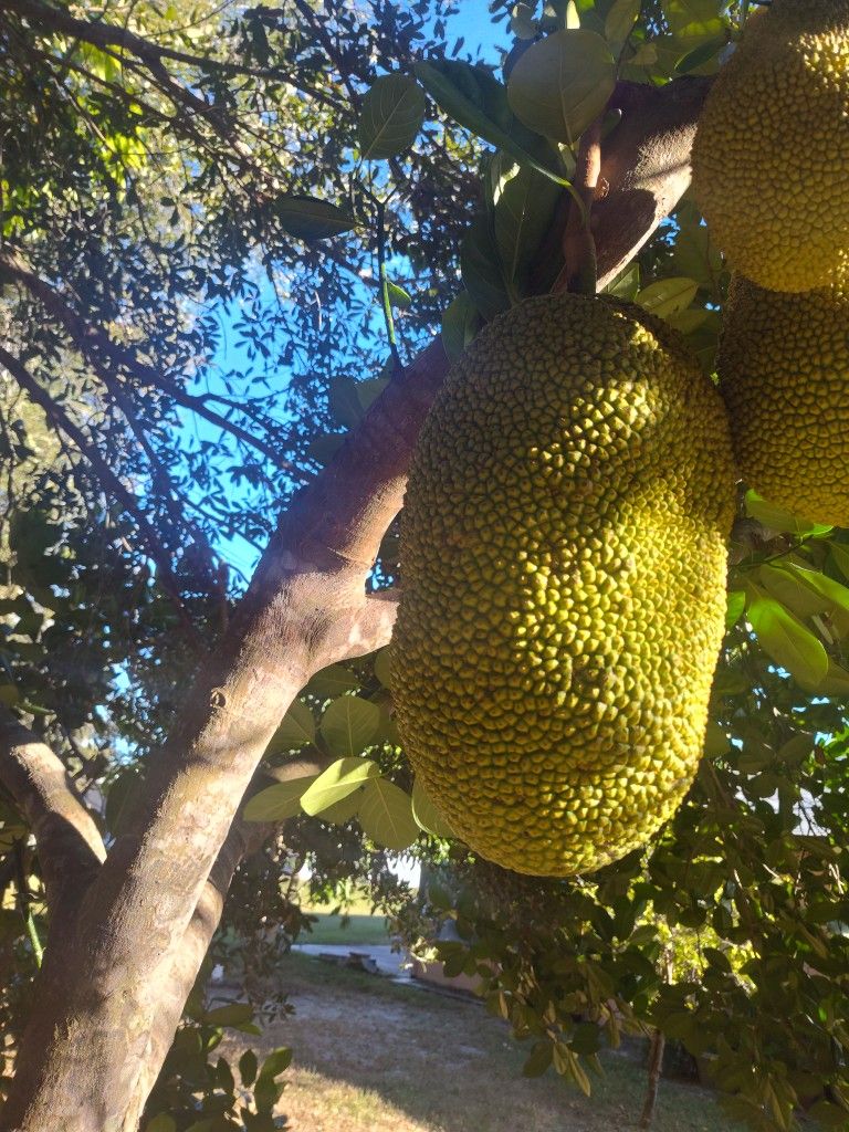 Big Fresh Jackfruit 🍈