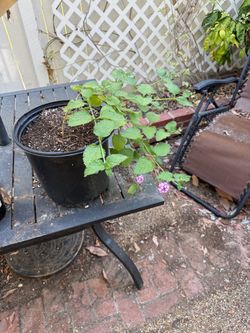 Lantana