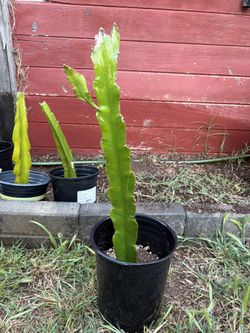 Dragon Fruit Unknown Kind Rooted