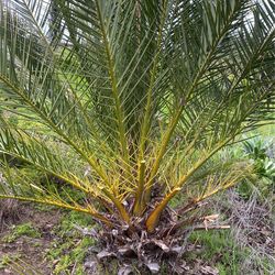 Canary Palms