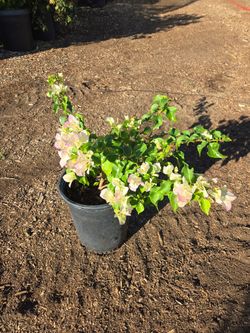 Bougainvillea 5 Gallon