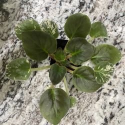 Variegated African Violet