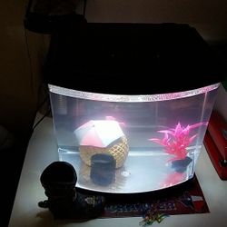 2.5 gallon fish tank