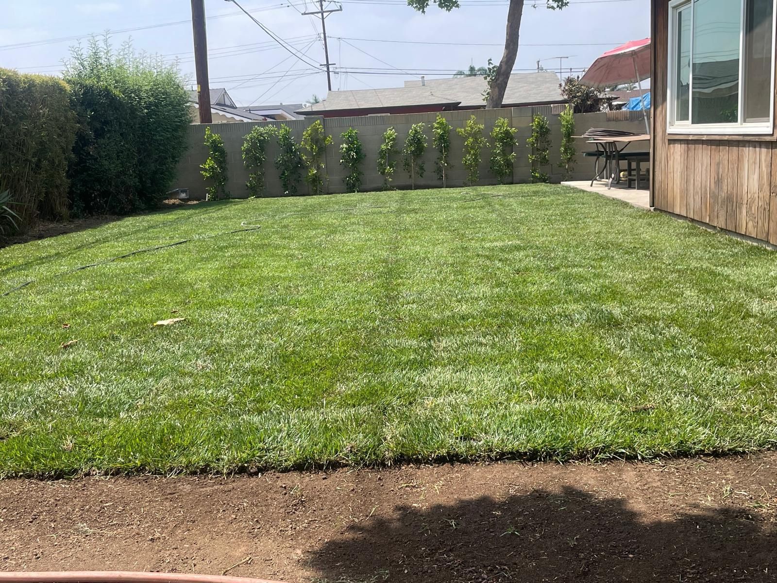 Grass And Sprinklers 