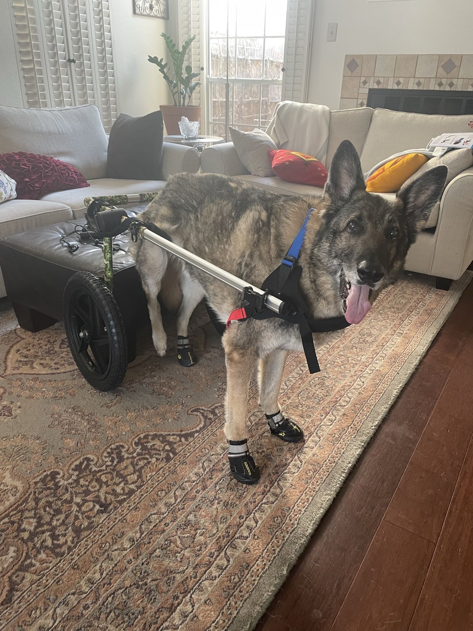 Large dog wheelchair