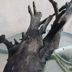 Aquarium Fish tank Driftwood & Moss 