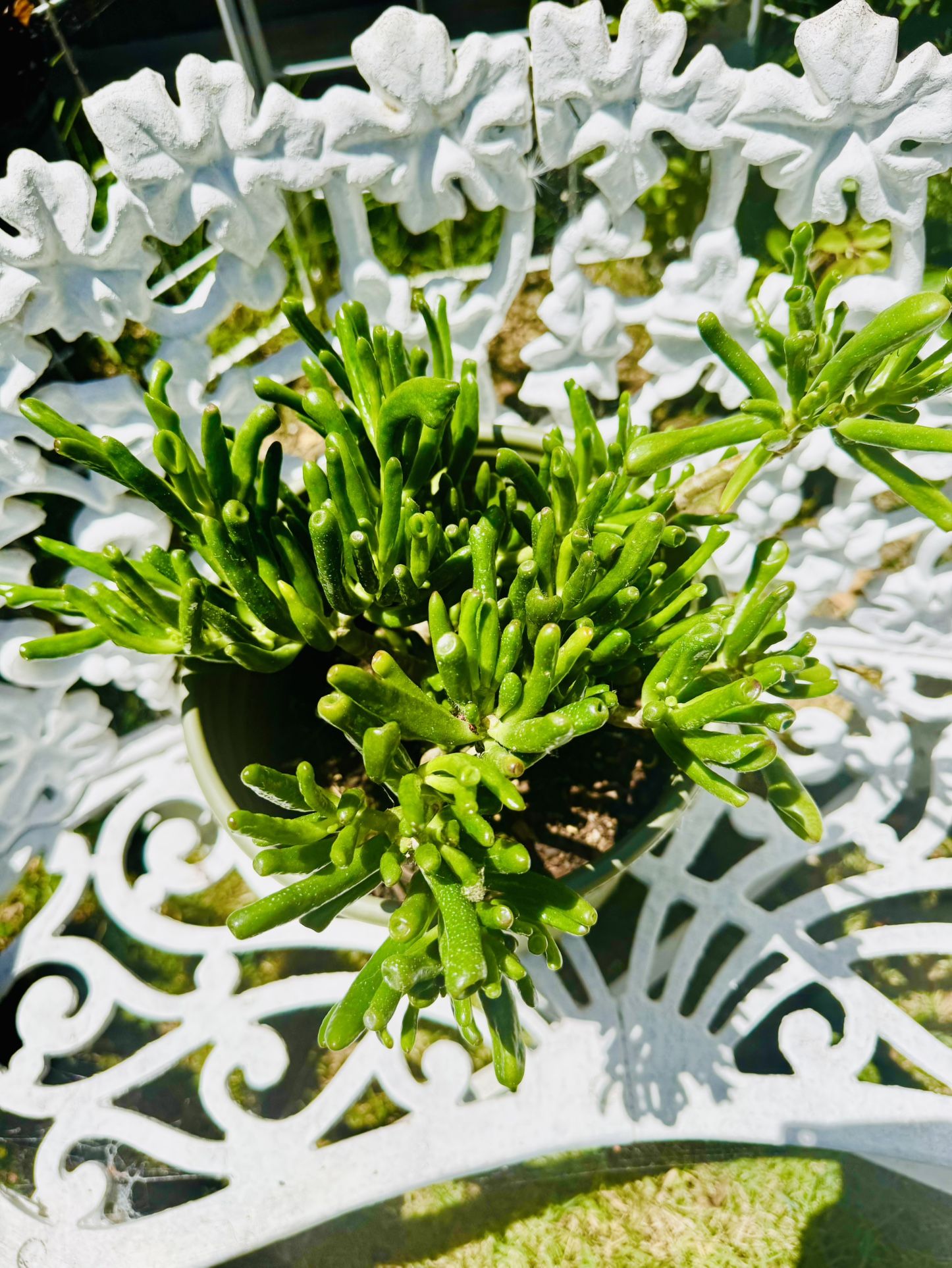 Jade Succulent Plant - Very Easy To Grow And Requires Minimal Water