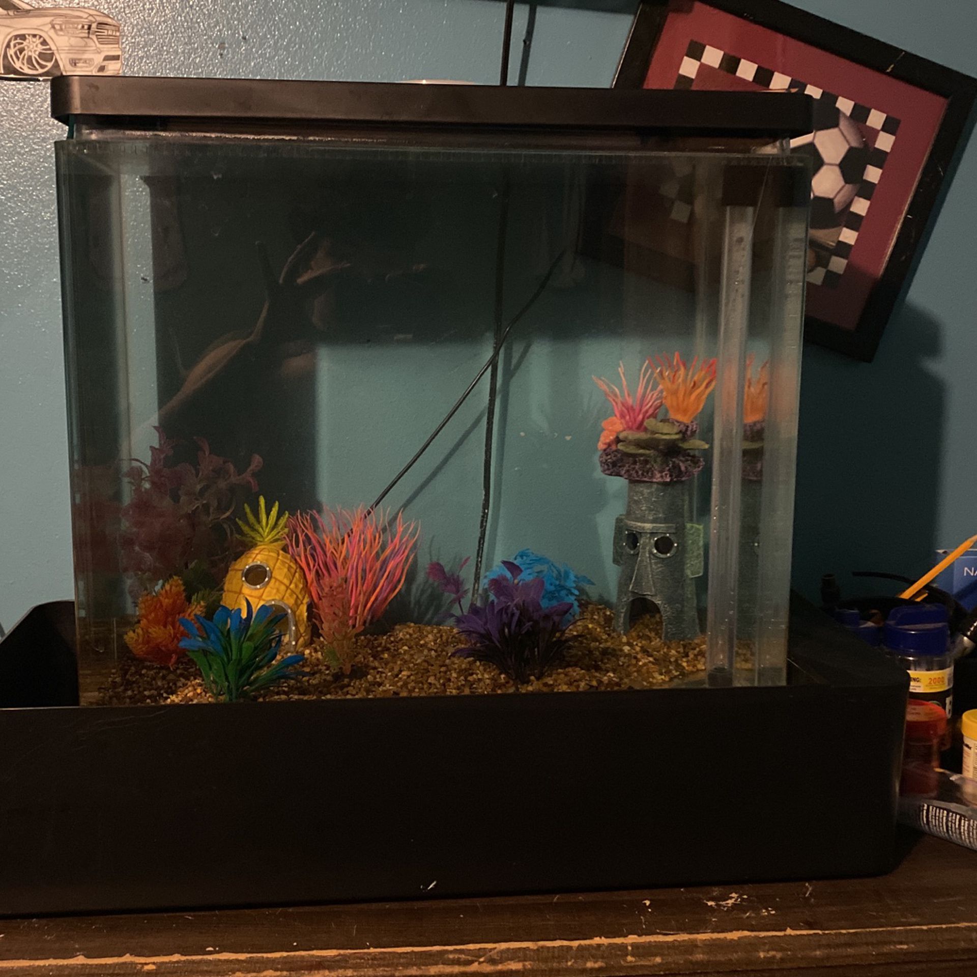 Fish  tank