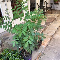 Brazilian Pepper Tree Trained on Stakes healthy, Fast, Growing, And Tall! Very Pretty Plant