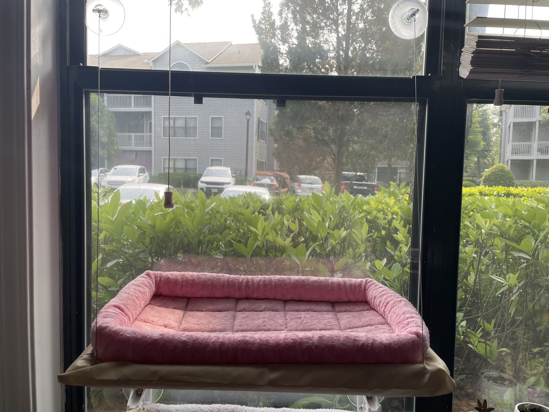 Cat Bed