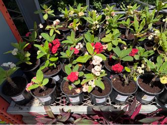 Crown of thorns / jungle jack plumerias.