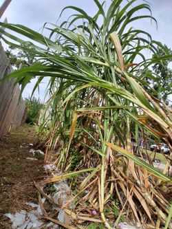 Sugar cane