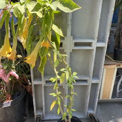 Flowers Plant