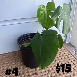 Monstera Deliciosa Plants