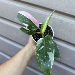 4” white princess philodendron