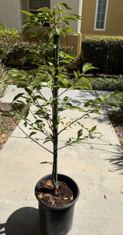 Mexican Cherry tree