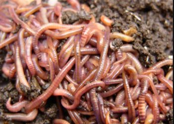 European Super Red Worms