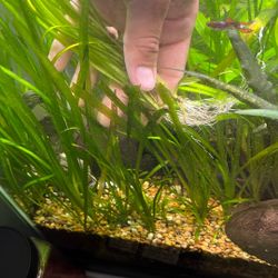 Aquarium Plants 
