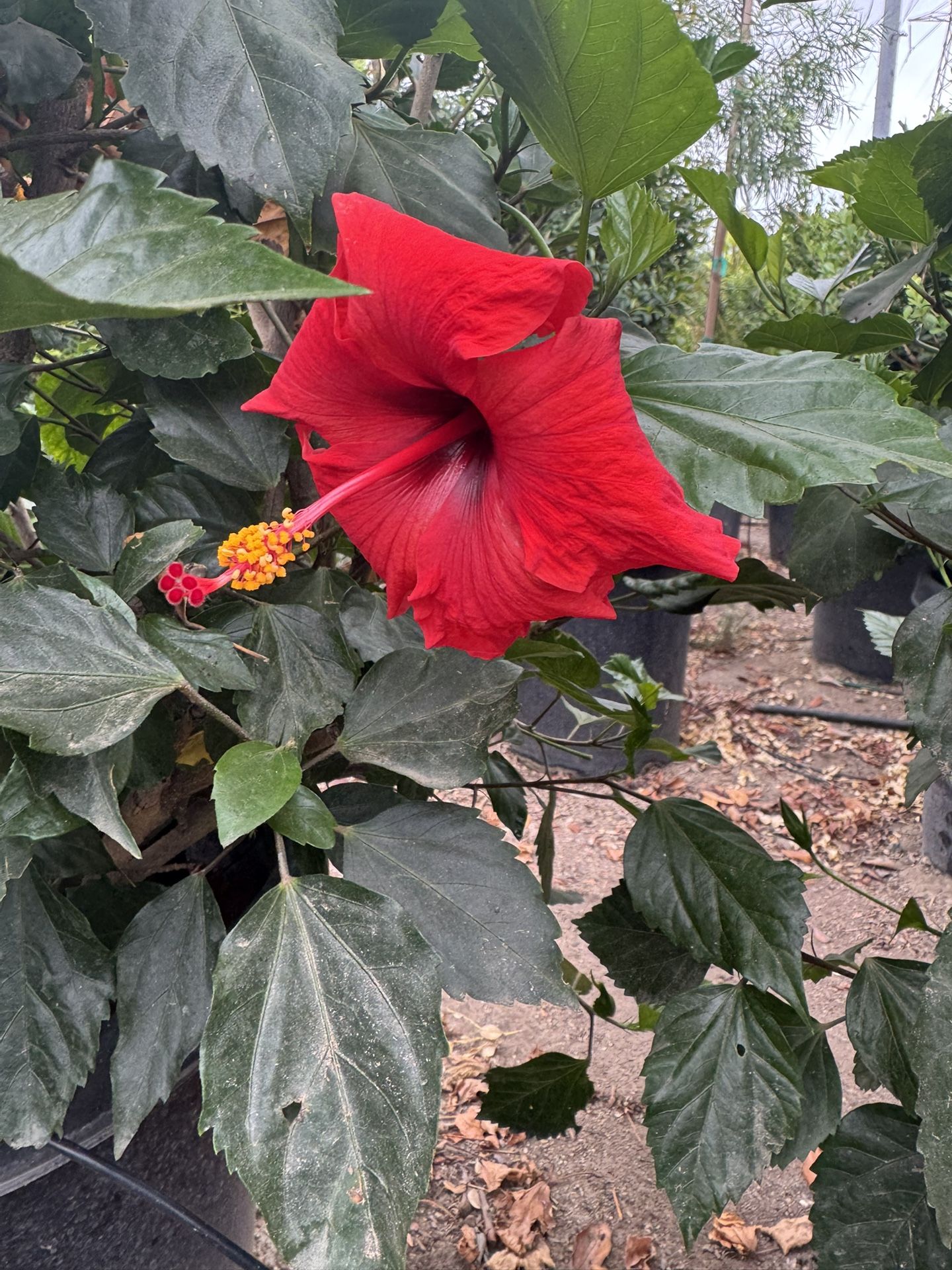 15 Gal Red Hibiscus