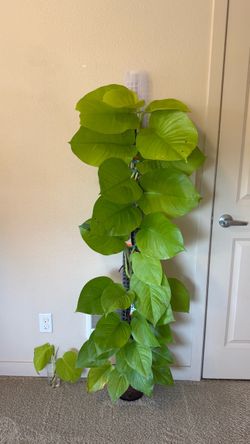 Neon pothos plant on moss pole