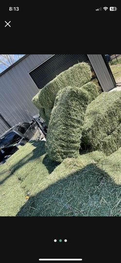 Fresh ALFALFA 100% 🐎🐑🐐🐄