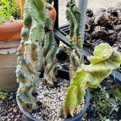 Spiral Cactus Got Sunburn $40 For 4 Cactus 