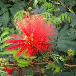 Calliandra tweedii / Mexican Flame Bush / Mimosa yaguaronensis / Anneslia tweediei / Feuilleea 1-2ft live plant shipped from Florida