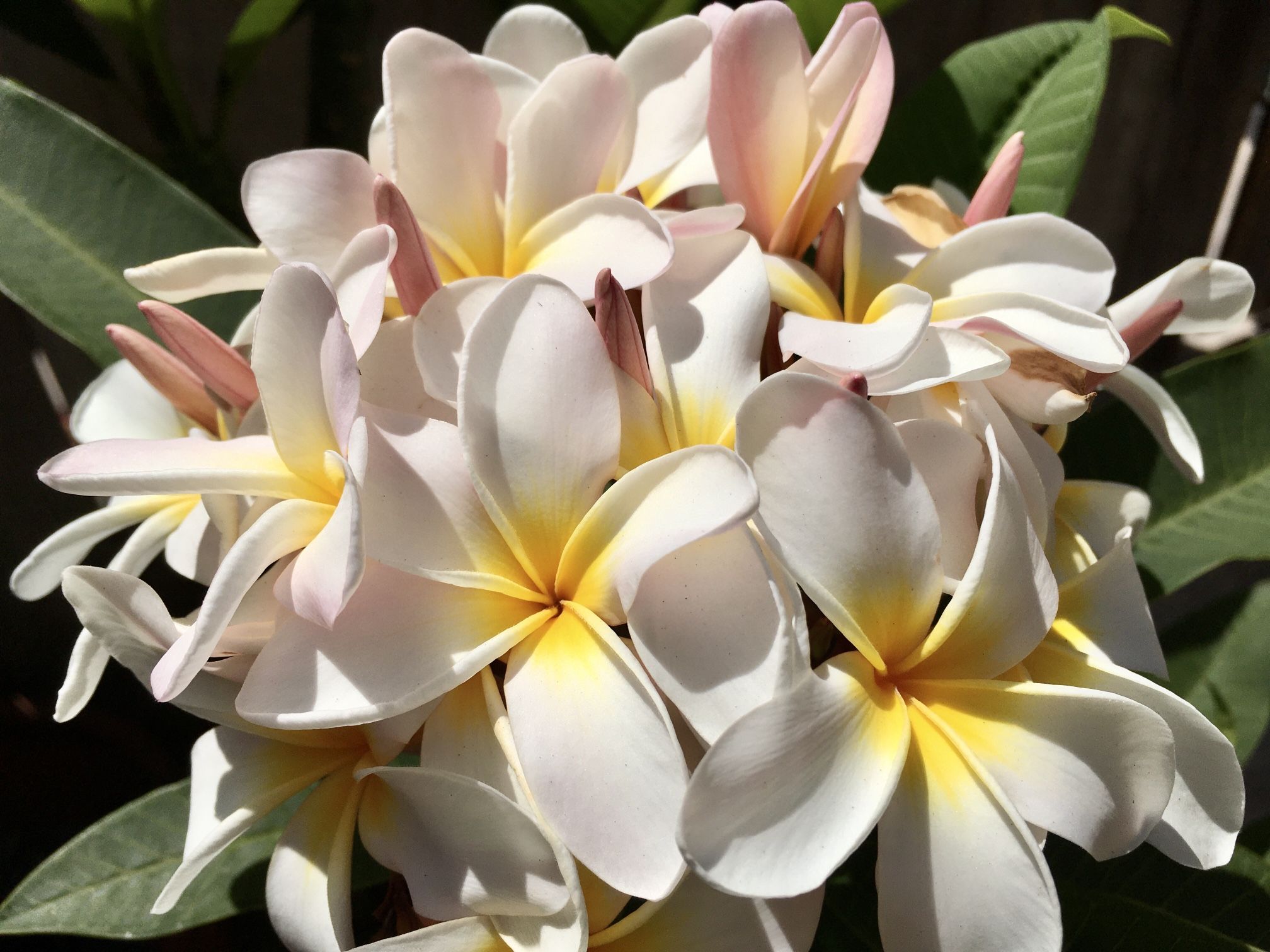 Plumerias 65 Each Or 3 For 150 for Sale in San Diego, CA OfferUp