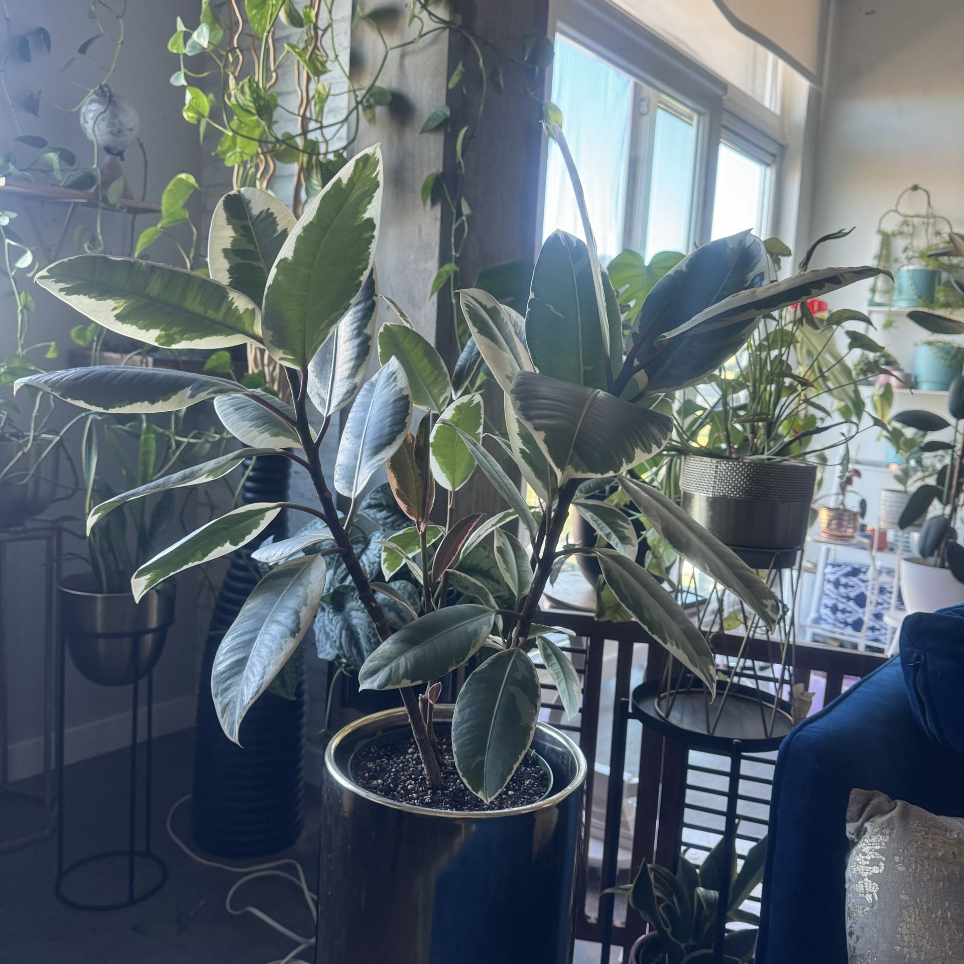 Variegated Rubber Tree Indoor Live Tropical Plant