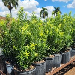 Beautiful Podocarpus Plants For Inmediate Privacy!!! About 3 Feet Tall Measurements Over The Pot !!! Best Quality 