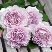 Rare European, Japan rose plants ,      Libellula