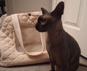Pet carrier 🥰