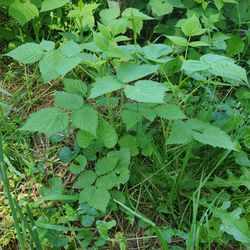 Red Raspberry Plants For Sale