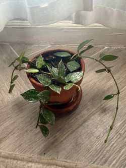 hoya krohniana