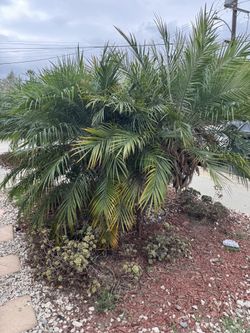 Large Palm Trees. Date Palms. X2