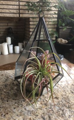 Terrarium with sphere and air plant