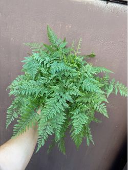 6” rabbit fern