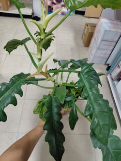 Beautiful And Healthy indoor House Plant