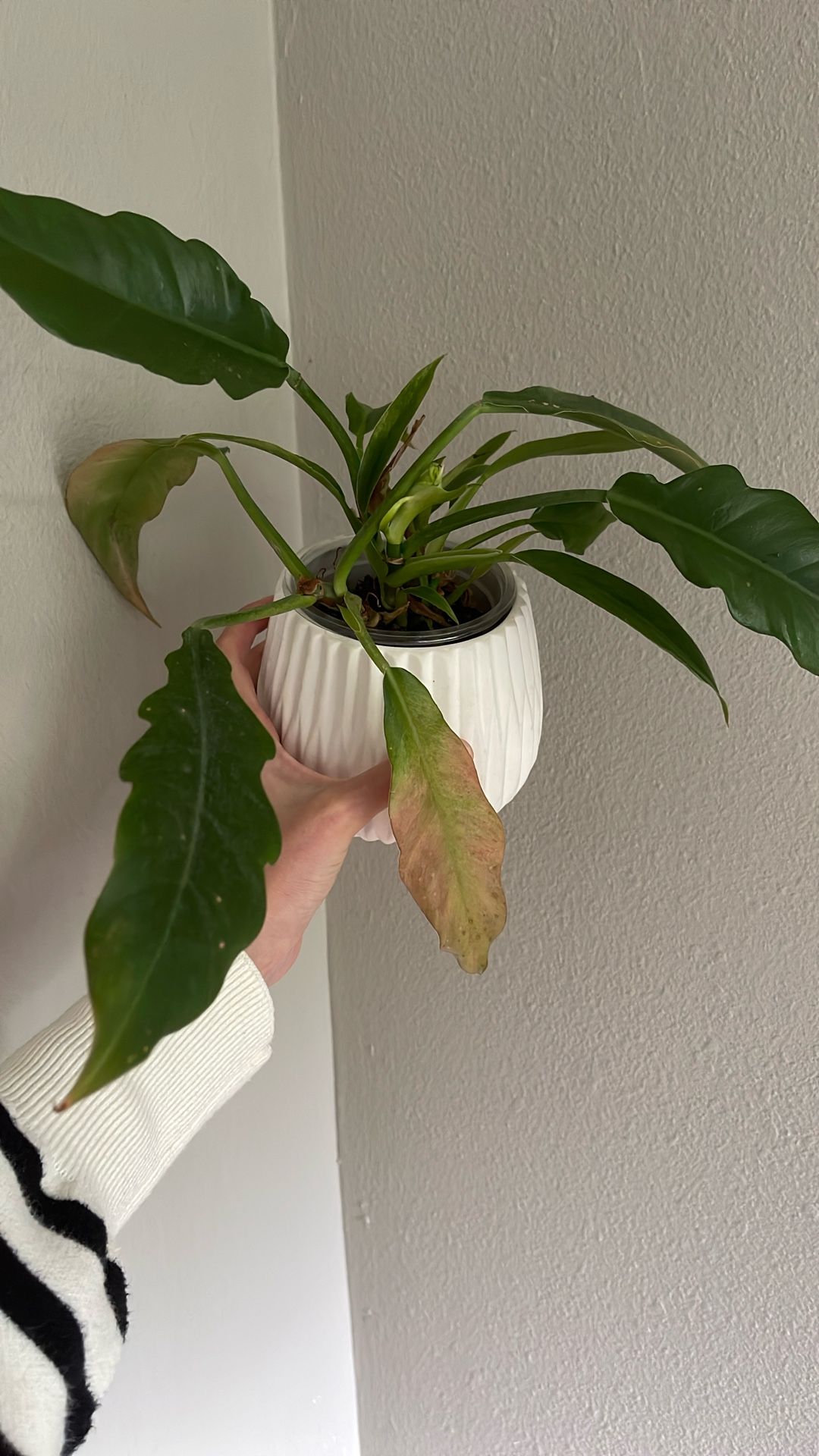 Small Jungle Boogie