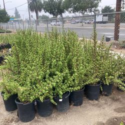 Plants