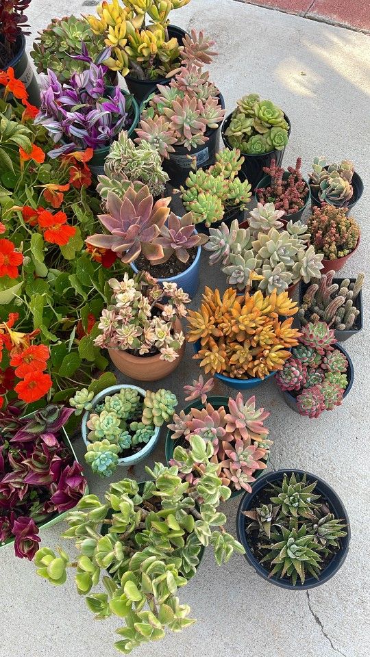 Succulent Plants