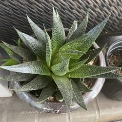 Ox Tongue Succulent (Gasteria) – Multiple Sizes Available