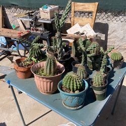 Cactus Diferente kind